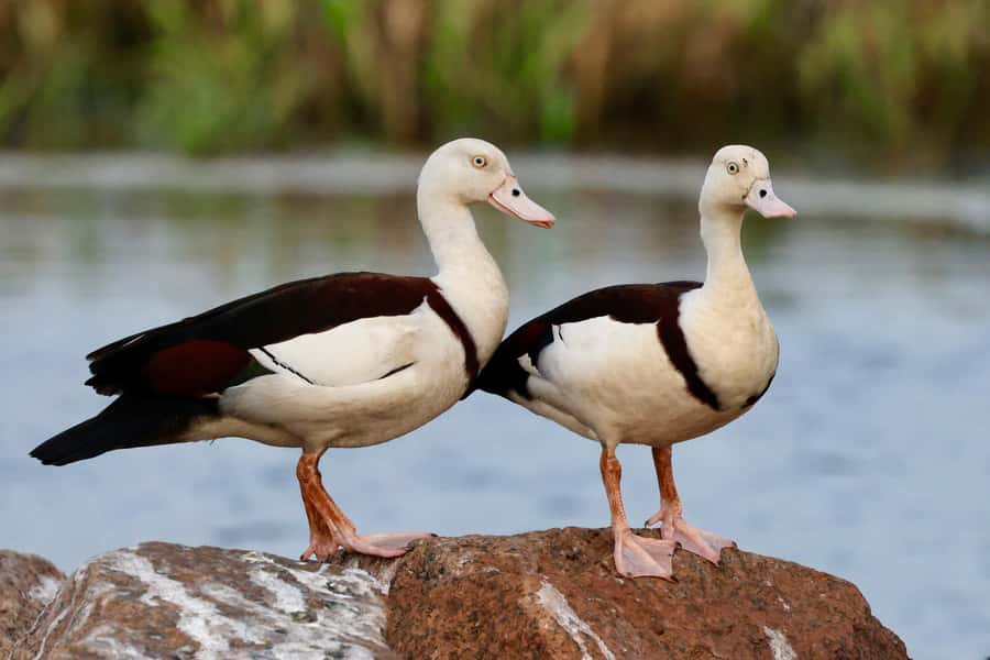 LookAbout Darwin Wetlands Wildlife Premium Tour Max 6 Guests - Who this tour suits, and who should skip it