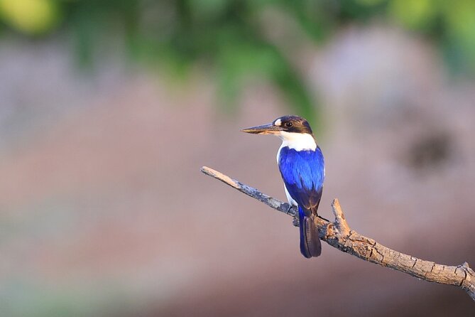 LookAbout Darwin Wetlands Wildlife Premium Tour Max 6 Guests - Geoff Barrett and why the commentary feels practical