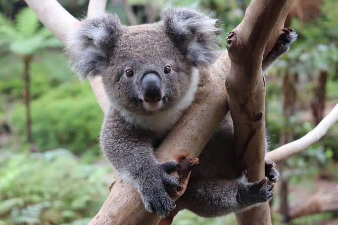 Luxury Hunter Valley Wildlife & Wine Tasting Tour from Sydney - Oaks Cypress Lakes Resort lunch, what is optional and how to plan it