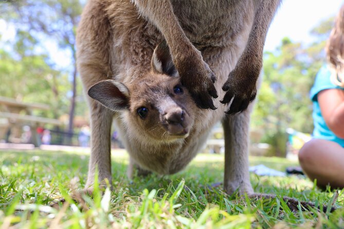 Luxury Hunter Valley Wildlife & Wine Tasting Tour from Sydney - Guide style and small-group value that shows up during the day
