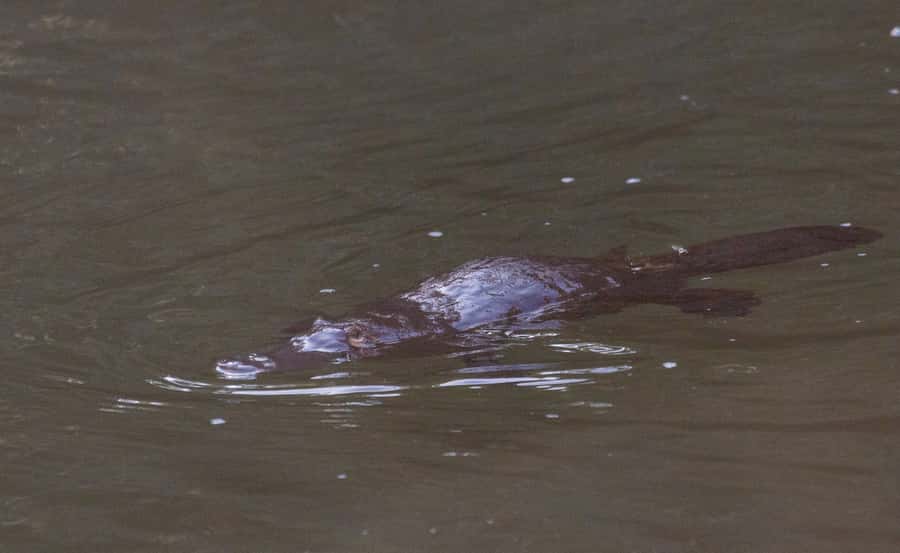 Mackay: Finch Hatton Gorge Hike, Swim & Platypus Adventure - Eungella National Park: guided rainforest time and platypus chances