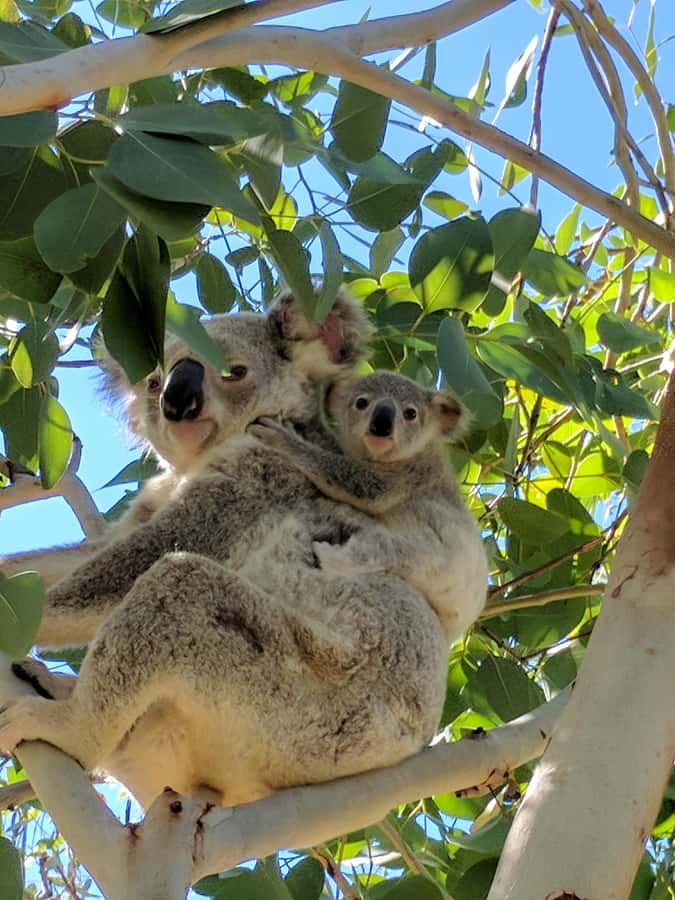 Magnetic Island: Behind the Scenes Tour - Alma Bay reset, then Horseshoe Bay for BYO lunch
