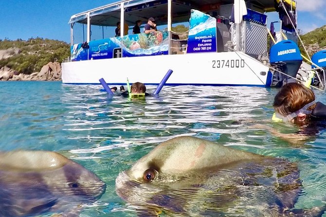 Magnetic Island Discovery Tour with Snorkeling & Paddle Boarding - Setting Off From Nelly Bay: What the 5 Hours Actually Feel Like
