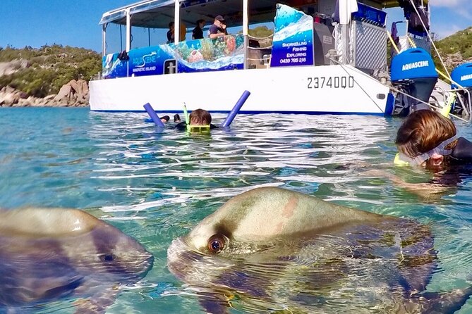 Magnetic Island Discovery Tour with Snorkeling & Paddle Boarding - Fringing Reefs, Secluded Bays, and Wildlife Time