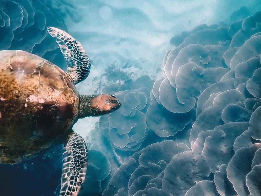 Magnetic Island: Snorkel Discovery Tour - Meeting in Nelly Bay: Quick Logistics That Save Time