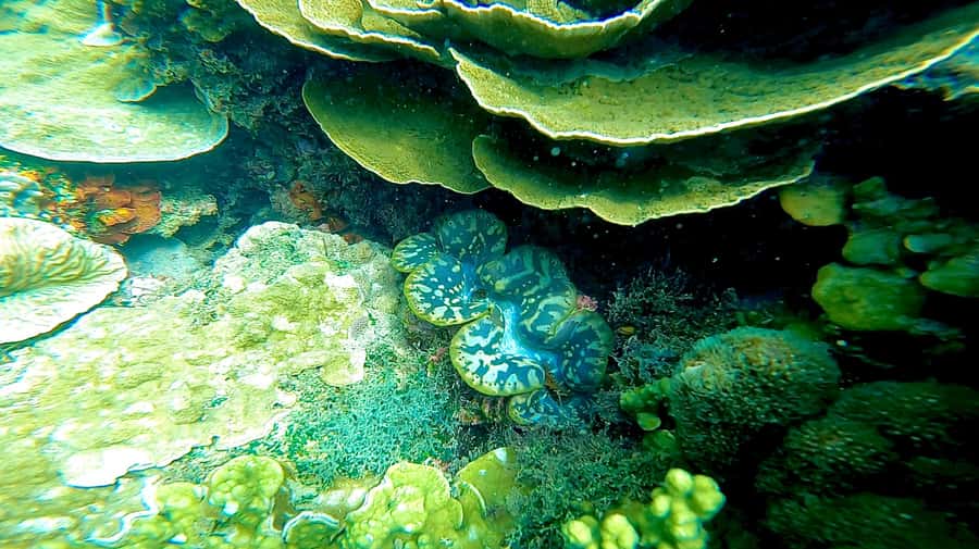 Magnetic Island: Snorkel Discovery Tour - Who This Tour Is Best For