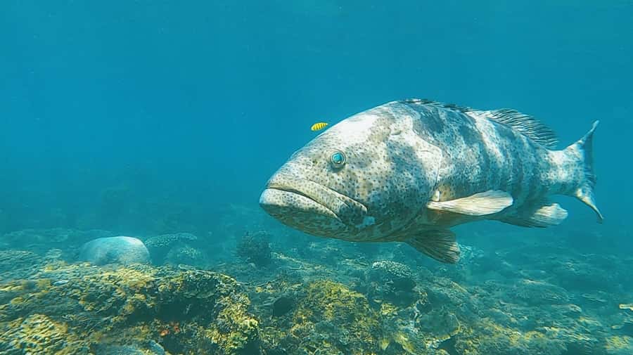 Magnetic Island: Snorkel Discovery Tour - Morning Tea, Then a Full Day of Reef Time and Island Stories