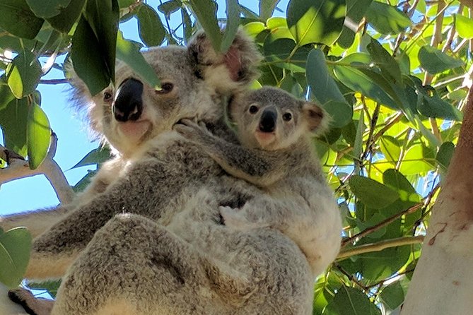 Magnetic Island Tour: Maggie Comprehensive - Horseshoe Bay: the lunch hour that’s actually worth planning for