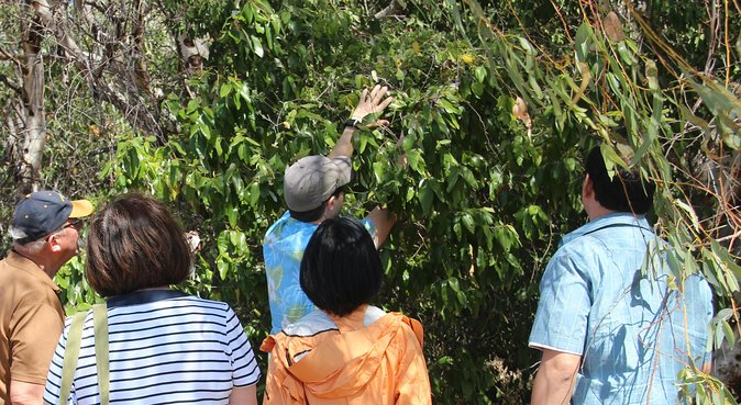 Magnetic Island Tour: Maggie Comprehensive - Wildlife, photos, and what to expect from a local guide