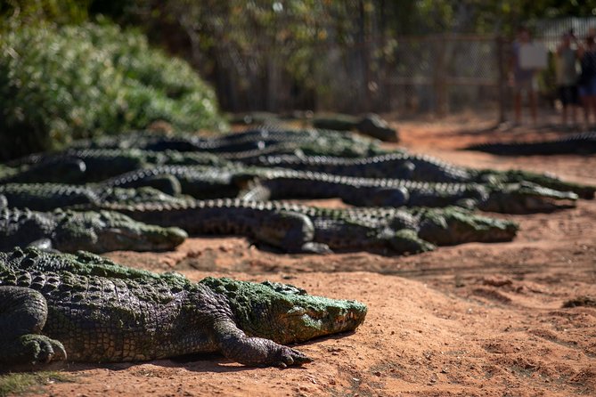 Malcolm Douglas Crocodile Park Tour Including Transportation - Key highlights you should know