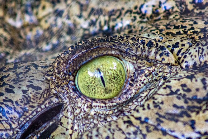 Malcolm Douglas Crocodile Park Tour Including Transportation - Entering through croc jaws: what the park visit feels like