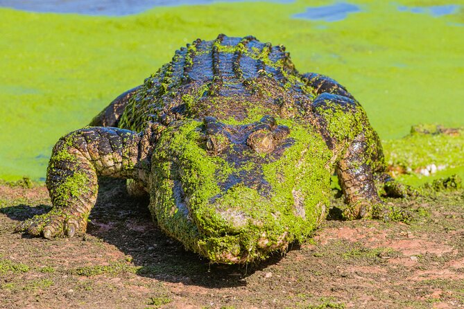 Malcolm Douglas Crocodile Park Tour Including Transportation - Feeding time and close viewing: the moment everyone remembers