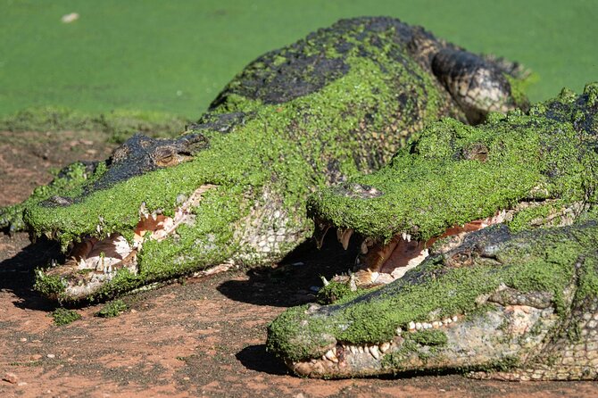 Malcolm Douglas Crocodile Park Tour Including Transportation - More than crocs: kangaroos, emus, snakes, dingoes, and birds