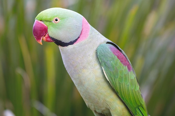 Maleny Botanic Gardens Bird Aviary Experience Ticket - Price and logistics: a day trip you can actually plan