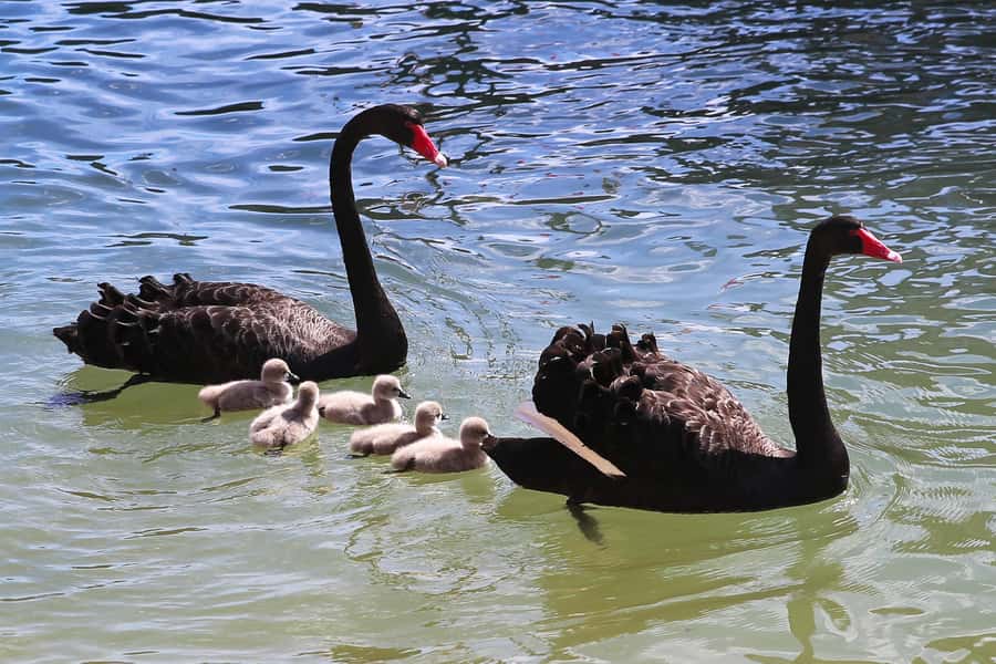 Mandurah: Dolphin and Views Cruise - Who this Mandurah dolphin and views cruise is best for