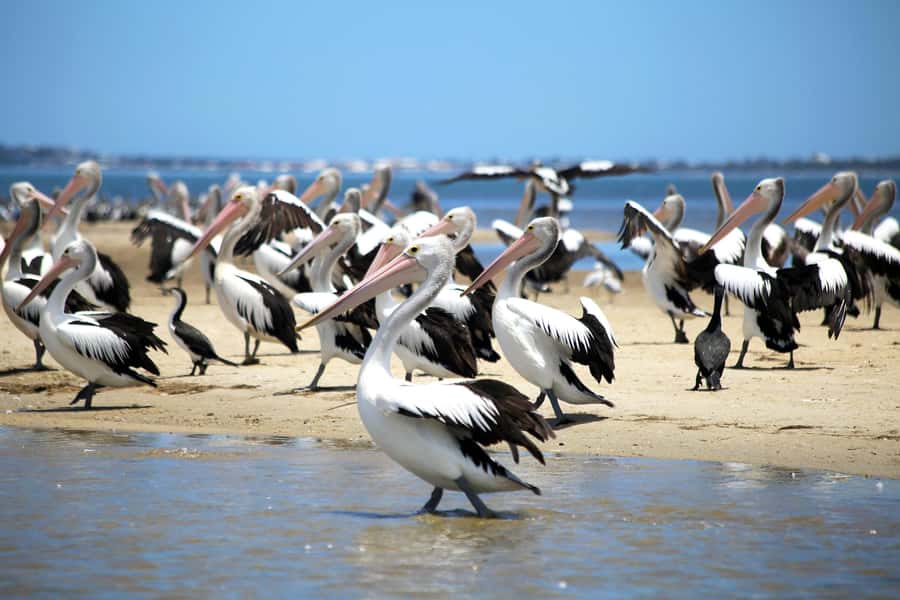 Mandurah: Dolphin and Views Cruise - Price and value check: is $31 a fair deal in Mandurah?