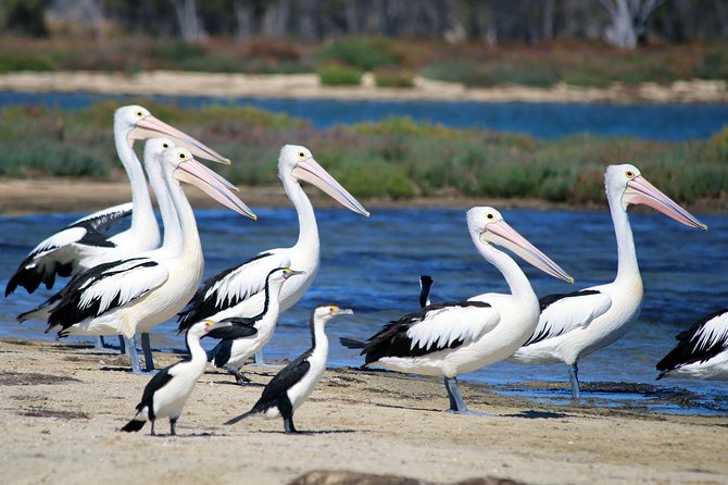 Mandurah Dolphin Cruise and Views - Canal views and luxury waterfront pass-bys in Mandurah
