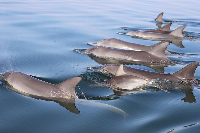 Mandurah Dolphin Cruise and Views - Dolphin spotting: what the guide-led approach gets right
