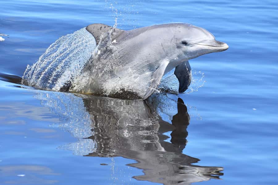 Mandurah: Dolphin & Giant Sightseeing Cruise - Lunch and Food: What’s Included and What You Need to Plan