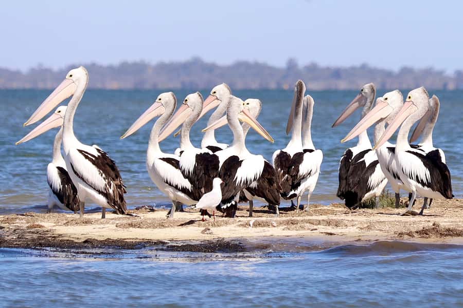 Mandurah: Dolphin & Giant Sightseeing Cruise - Who This Is Best For