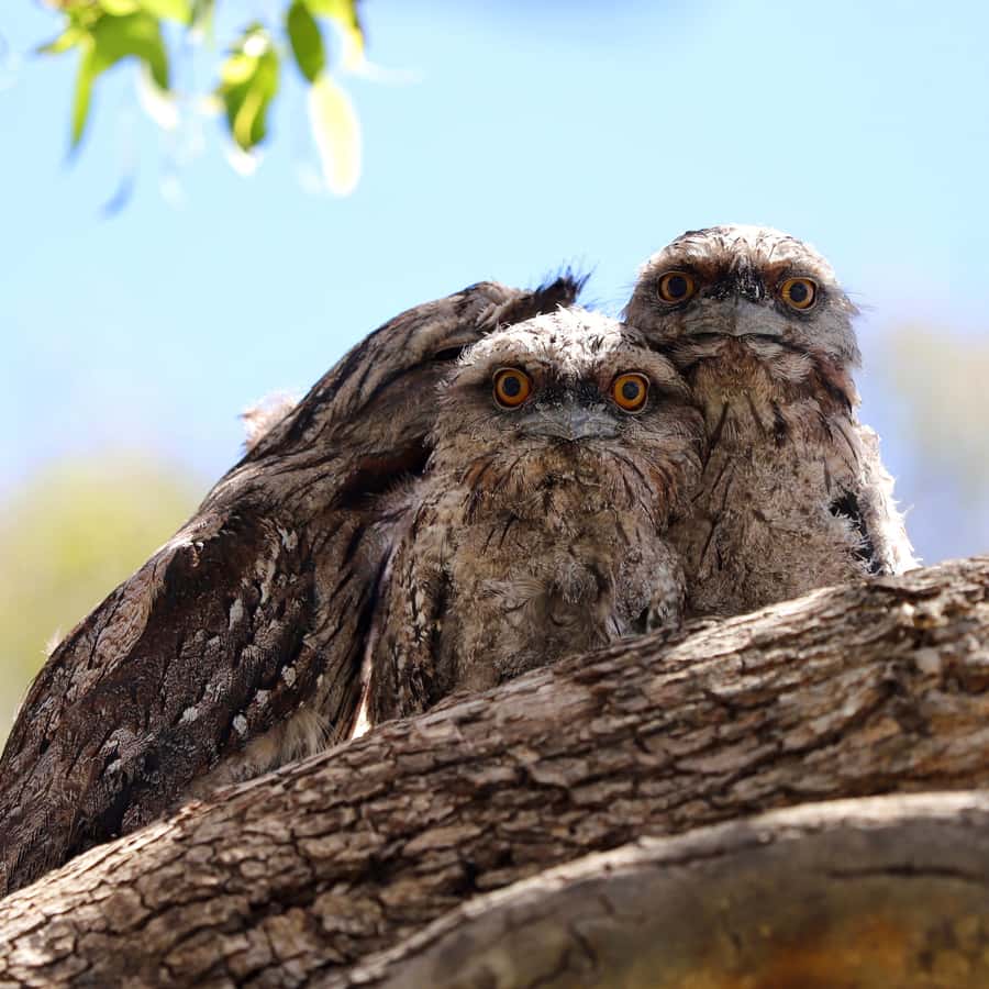 Mandurah: Murray River Lunch Cruise - Key highlights you will care about