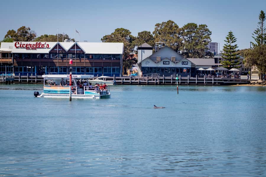 Mandurah: Sightseeing Dolphin Cruise with Tour Guide - Quick highlights you will actually care about