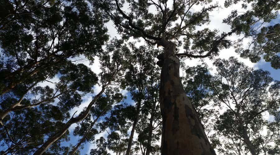 Margaret River and Busselton Jetty: Day Trip from Perth - Should You Book This Trip?