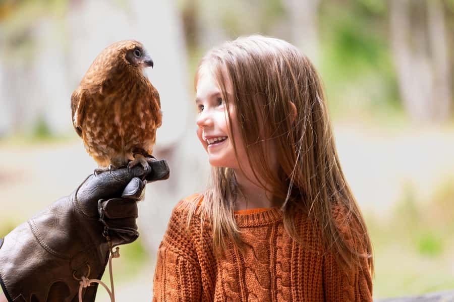Margaret River: Birds of Prey Encounter and Forest Walk - Capes Raptor Centre in Margaret River: what you are paying for