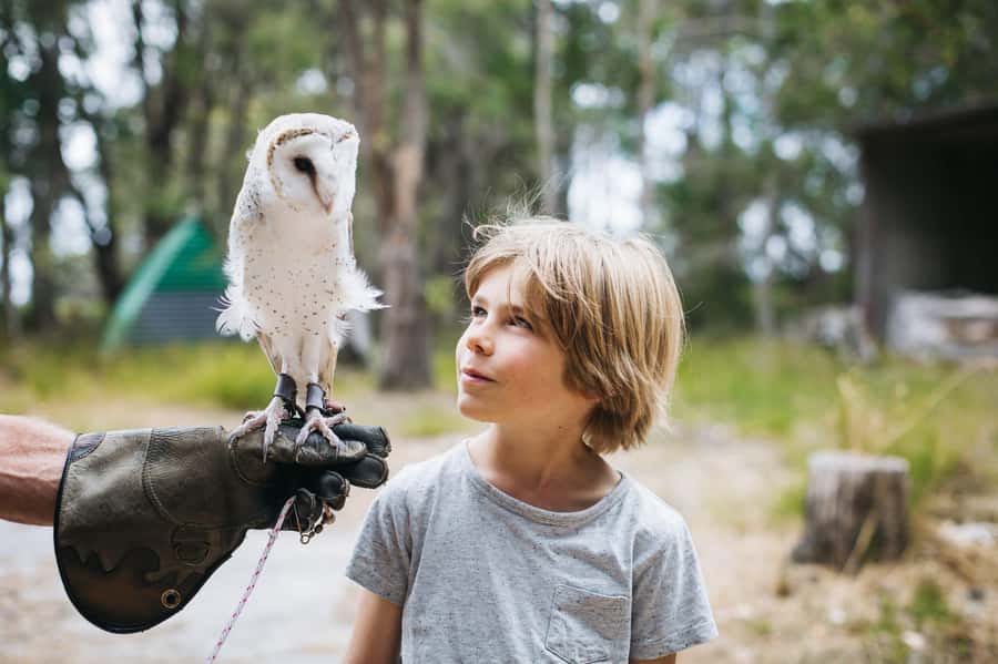 Margaret River: Birds of Prey Encounter and Forest Walk - Getting there from Margaret River: simple, but plan transport