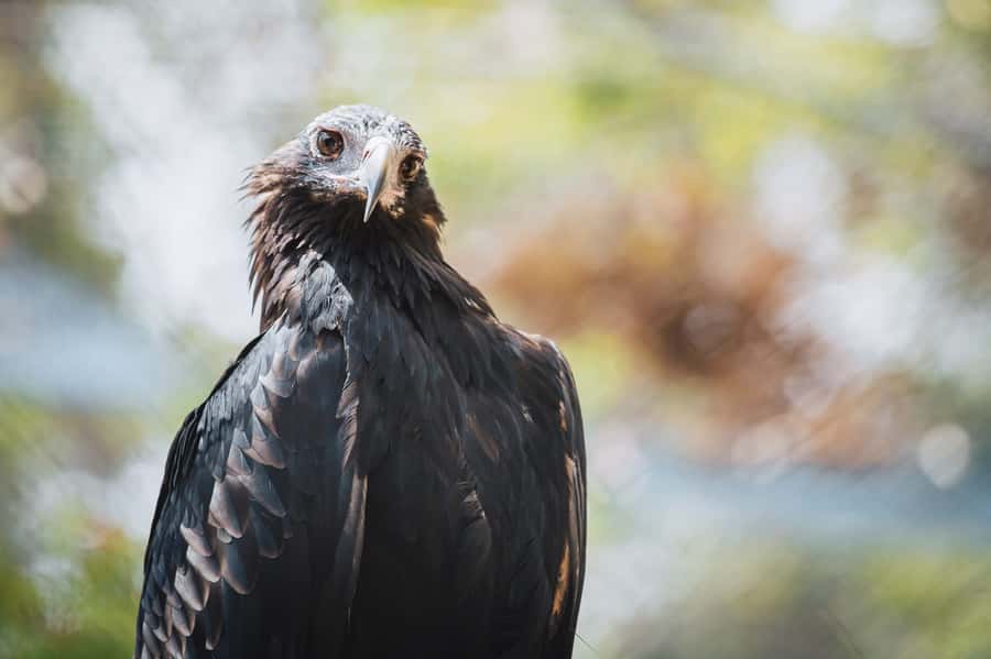 Margaret River: Birds of Prey Encounter and Forest Walk - The 1 km self-guided Forest Walk: calmer, quieter, and paced for your eyes