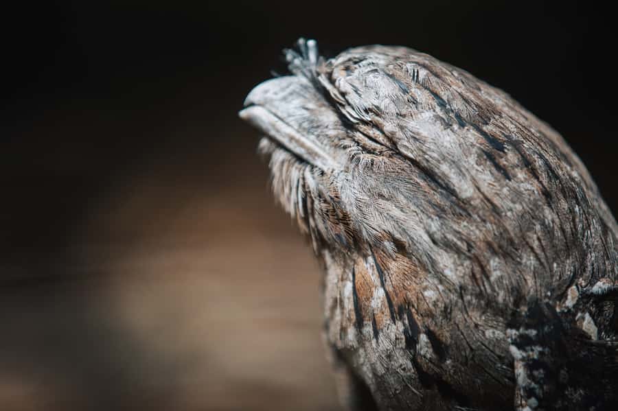 Margaret River: Birds of Prey Encounter and Forest Walk - Forest walk before or after: which order works best for you