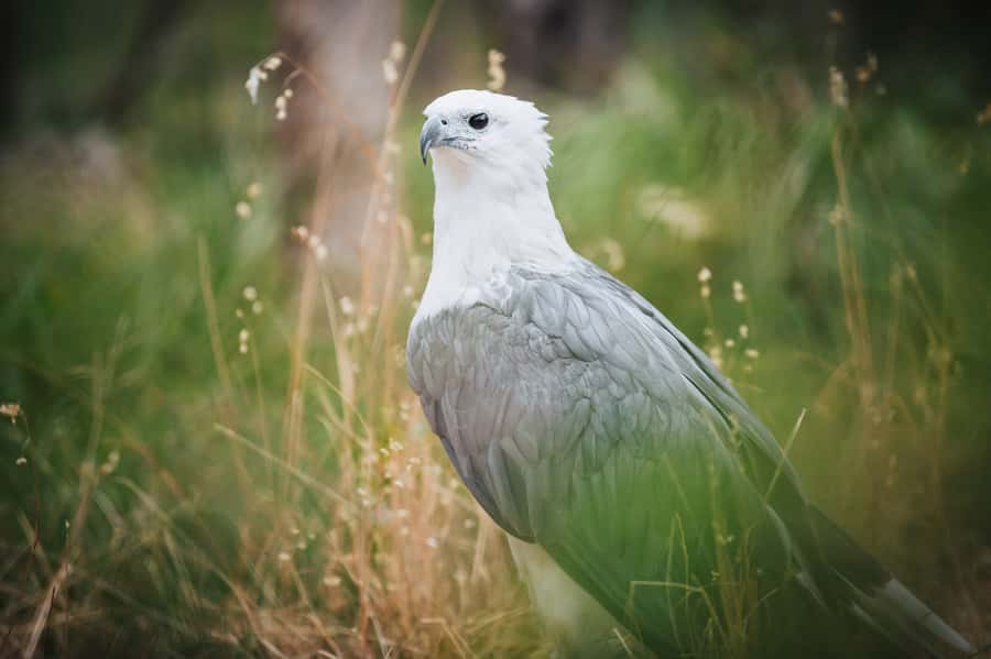 Margaret River: Birds of Prey Encounter and Forest Walk - What the sanctuary focus means for your experience