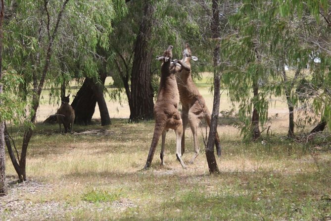 Margaret River Coastal and Wildlife Eco Trip from Busselton or Dunsborough - Why this 3.5-hour eco trip feels full, not rushed