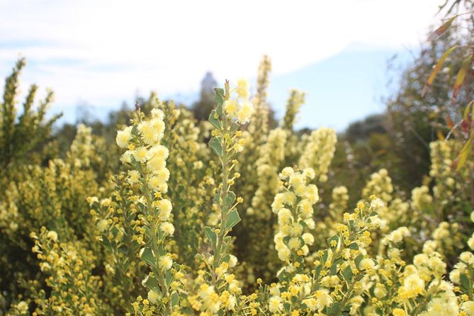 Margaret River Coastal and Wildlife Eco Trip from Busselton or Dunsborough - Meelup woodland to Bunker Bay: a coastline walk made for spotting life