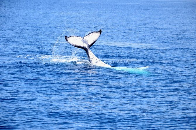 Margaret River Coastal and Wildlife Eco Trip from Busselton or Dunsborough - Guides Ryan, Mick, and Michael, and why their style helps you see more