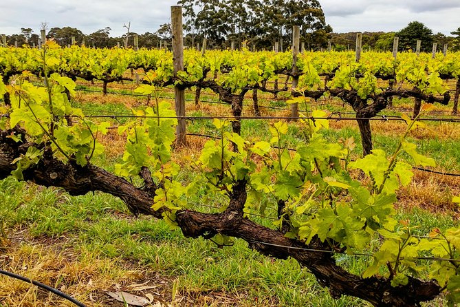 Margaret River Indulge and Discover Day Tour - How the guide makes it feel personal, especially with Steve
