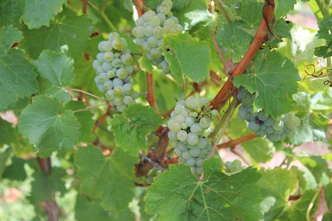 Margaret River Small-Group Full-Day Wine & Food Tour - Stop 2: McHenry Hohnen Vintners and boutique cellar energy
