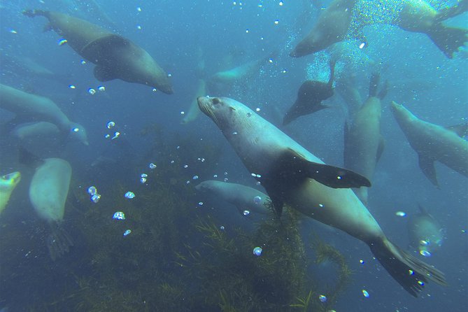 Maria Island Cruise and Guided Walk Day Tour with Lunch and Drinks - Price and value: $211.59 for a full day with boat time, guide time, and lunch