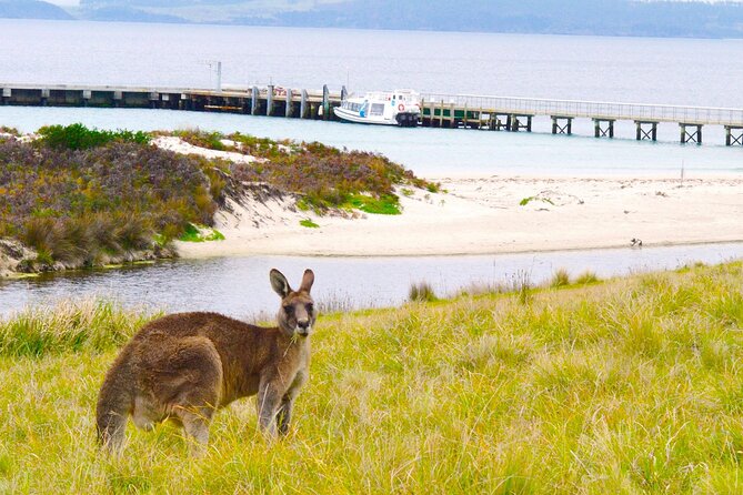 Maria Island Cruise and Guided Walk Day Tour with Lunch and Drinks - Should you book this Maria Island Cruise and Guided Walk?