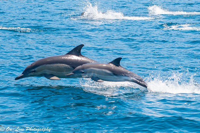 Maria Island Cruise and Guided Walk Day Tour with Lunch and Drinks - Maria Island National Park time: wildlife moments that feel real