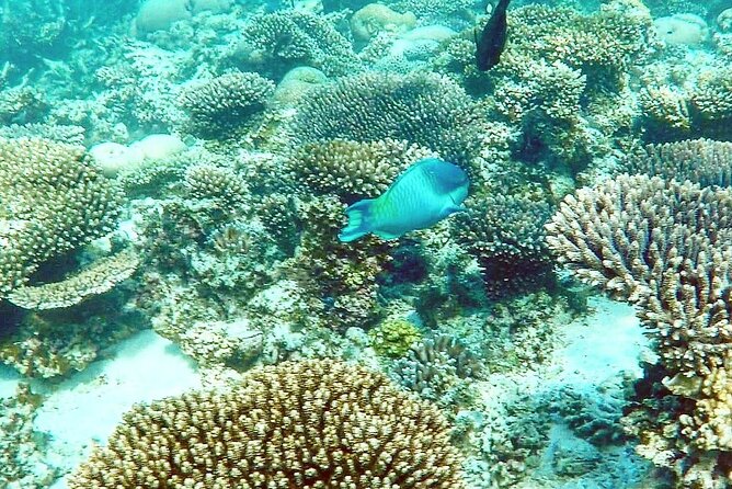 Marine Eco Safari - Swim with Manta Rays - Key reasons this snorkel day works