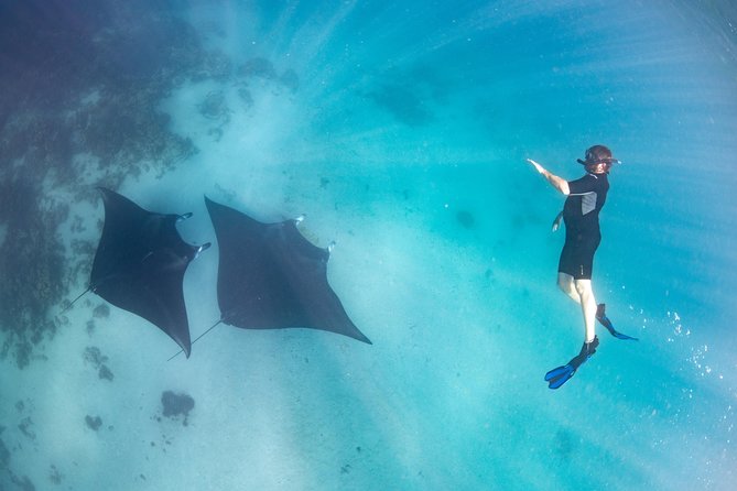 Marine Eco Safari - Swim with Manta Rays - Coral Bay and Ningaloo: the manta-ray setting