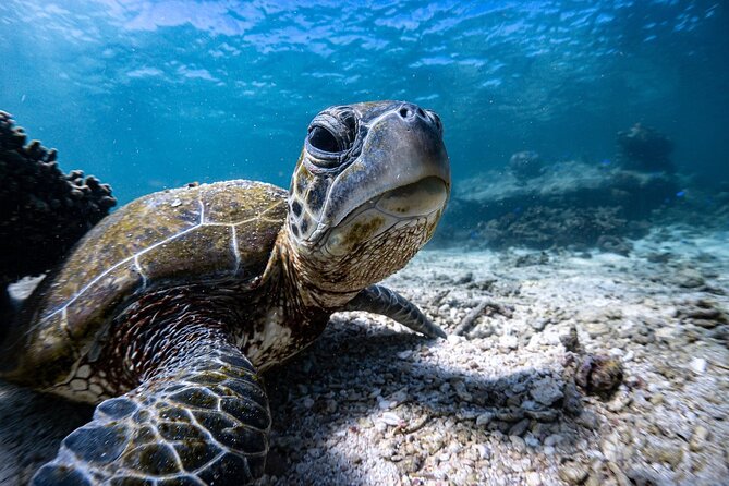 Marine Eco Safari - Swim with Manta Rays - Meals and hot drinks: more value than you think