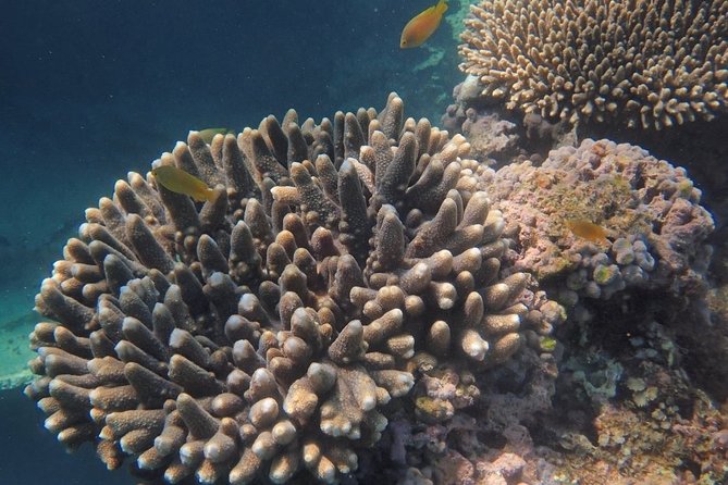 Marine Eco Safari - Swim with Manta Rays - Sea turtle sanctuary: a slower, focused wildlife moment