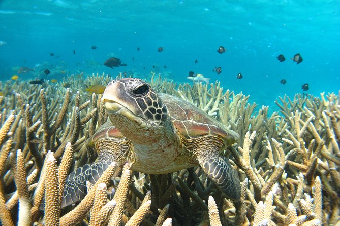 Marine Eco Safari - Swim with Manta Rays - Crew coaching and safety: how you’ll feel in the water