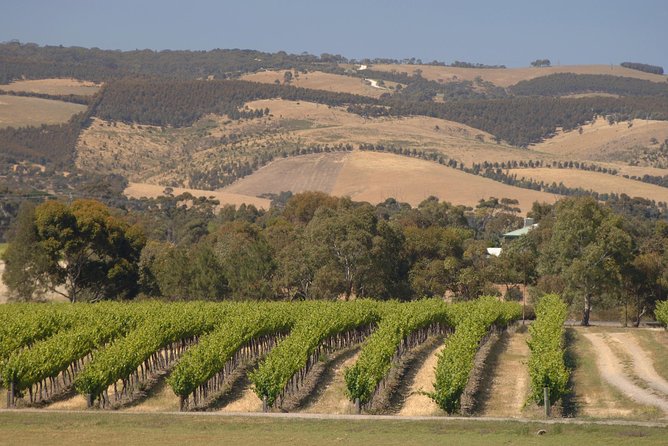 McLaren Vale and Glenelg Wine Tasting and Sightseeing (Half-day Afternoon) - Getting the most out of two tastings without feeling rushed