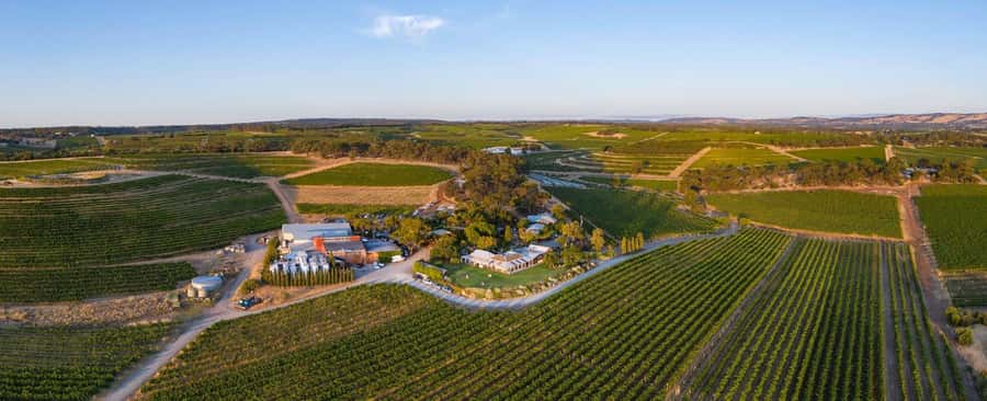 McLaren Vale North: Hop-On Hop-Off Tour - $70 pricing: what you actually get for the money