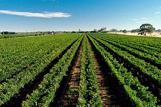 McLaren Vale Private Luxury Wine Tour - Full Day - Weather, timing, and how to keep your day stress-free