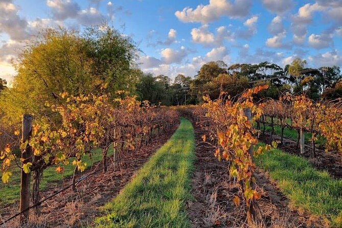 McLaren Vale South Hop-On Hop-Off Winery Tour - Riding in comfort, with a guide who helps you plan
