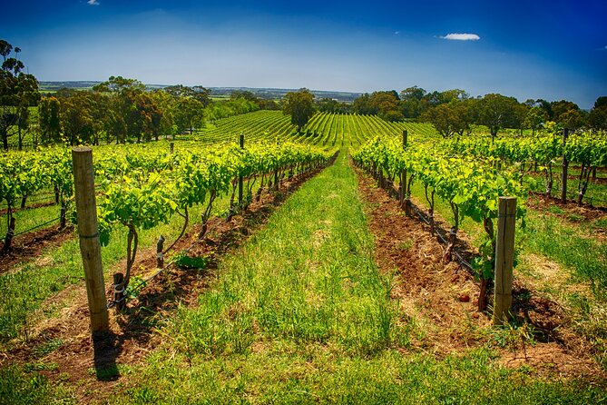 McLaren Vale Winery Small Group Tour with Wine Tasting and Lunch - Guides like Innez, Vince, Danny, and Bruce set the tone
